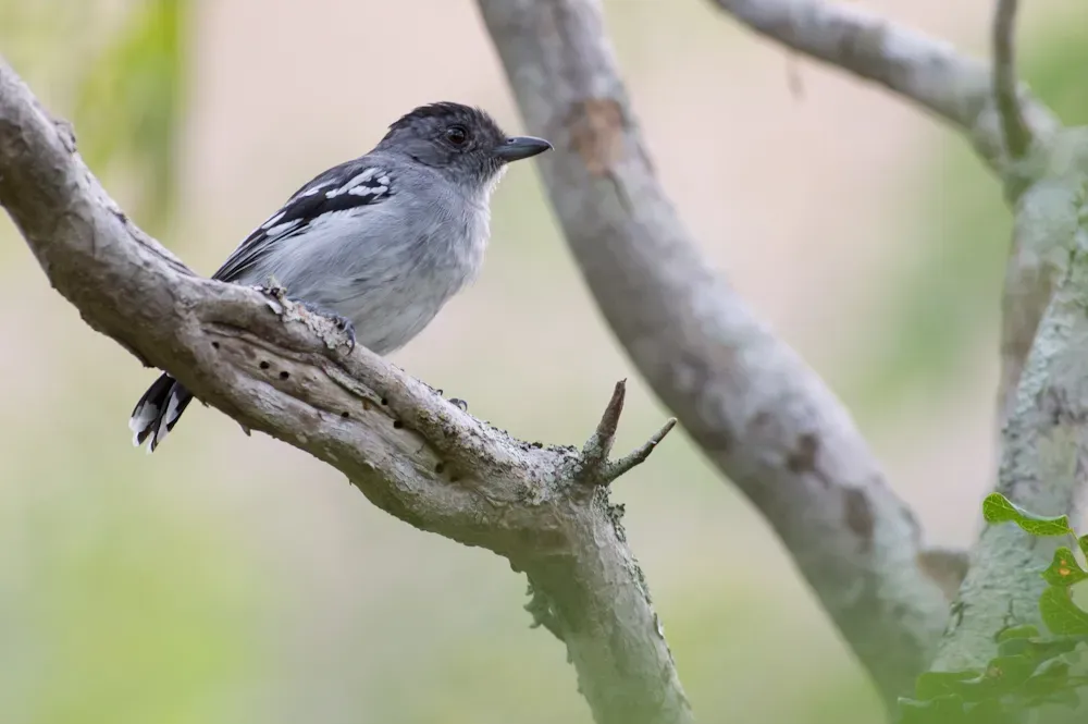 File:Planalto Slaty-antshrike Thamnophilus pelzelni.jpg