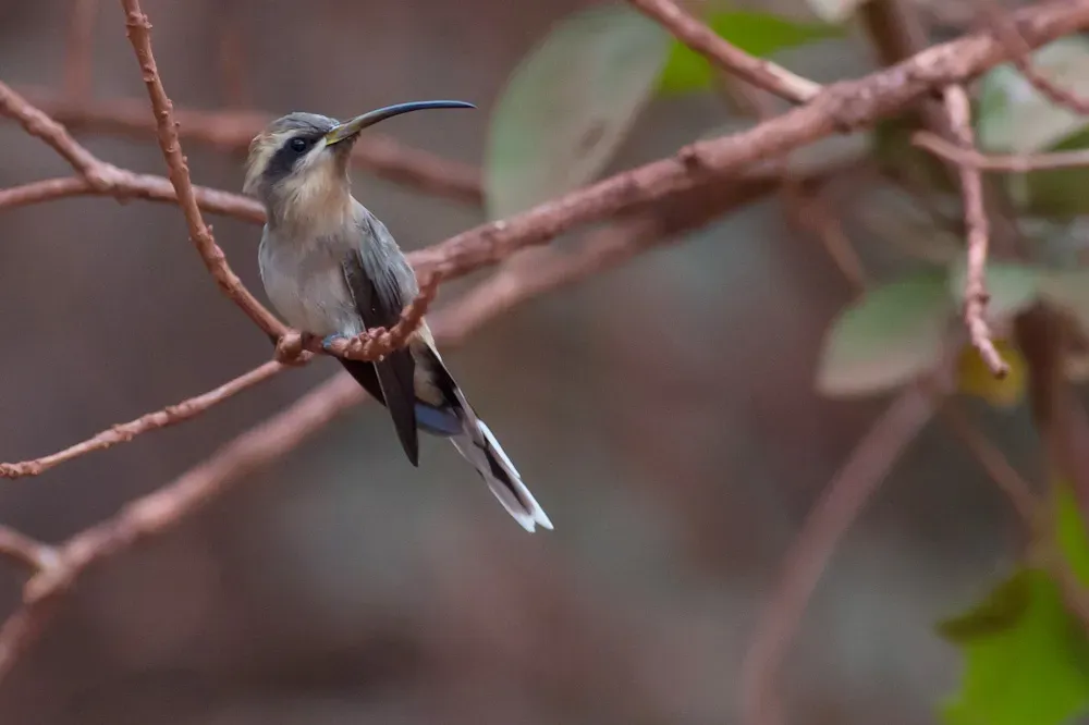 File:Broad-tipped Hermit Anopetia gounellei.jpg