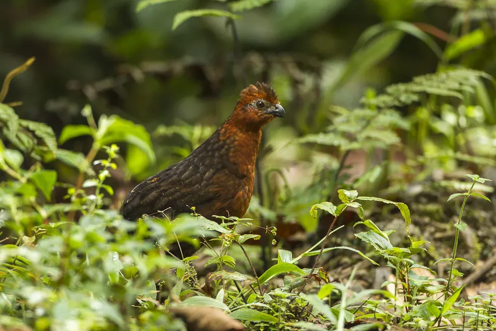 File:Chestnut wood quail (Odontophorus hyperythrus).jpg