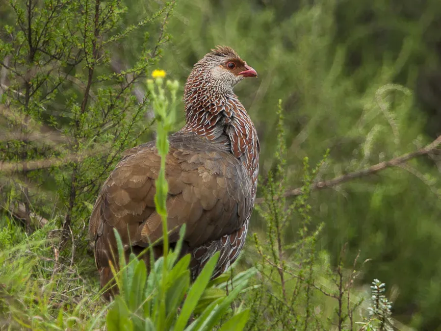 File:Jackson's francolin (Pternistis jacksoni).jpg