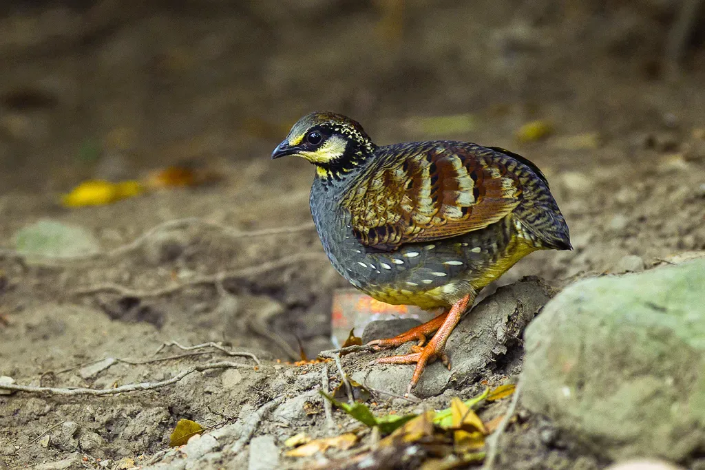 File:Taiwan partridge (Arborophila crudigularis).jpg