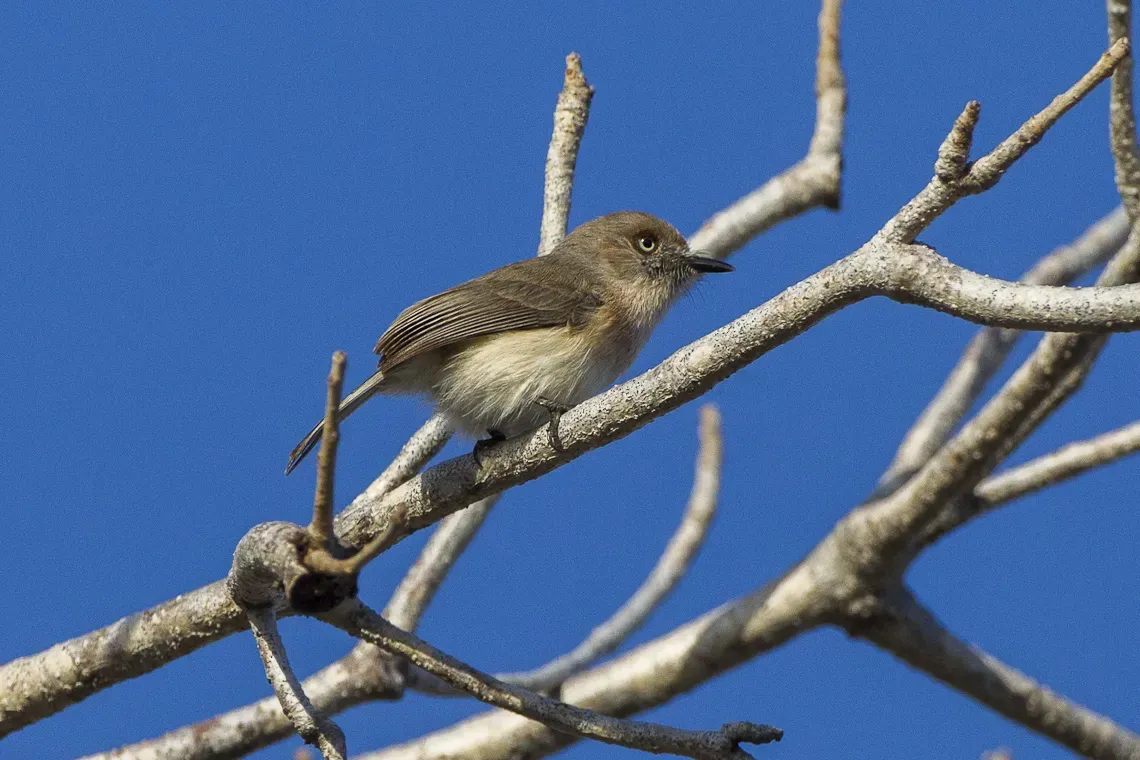 File:Archbold's newtonia (Newtonia archboldi).jpg