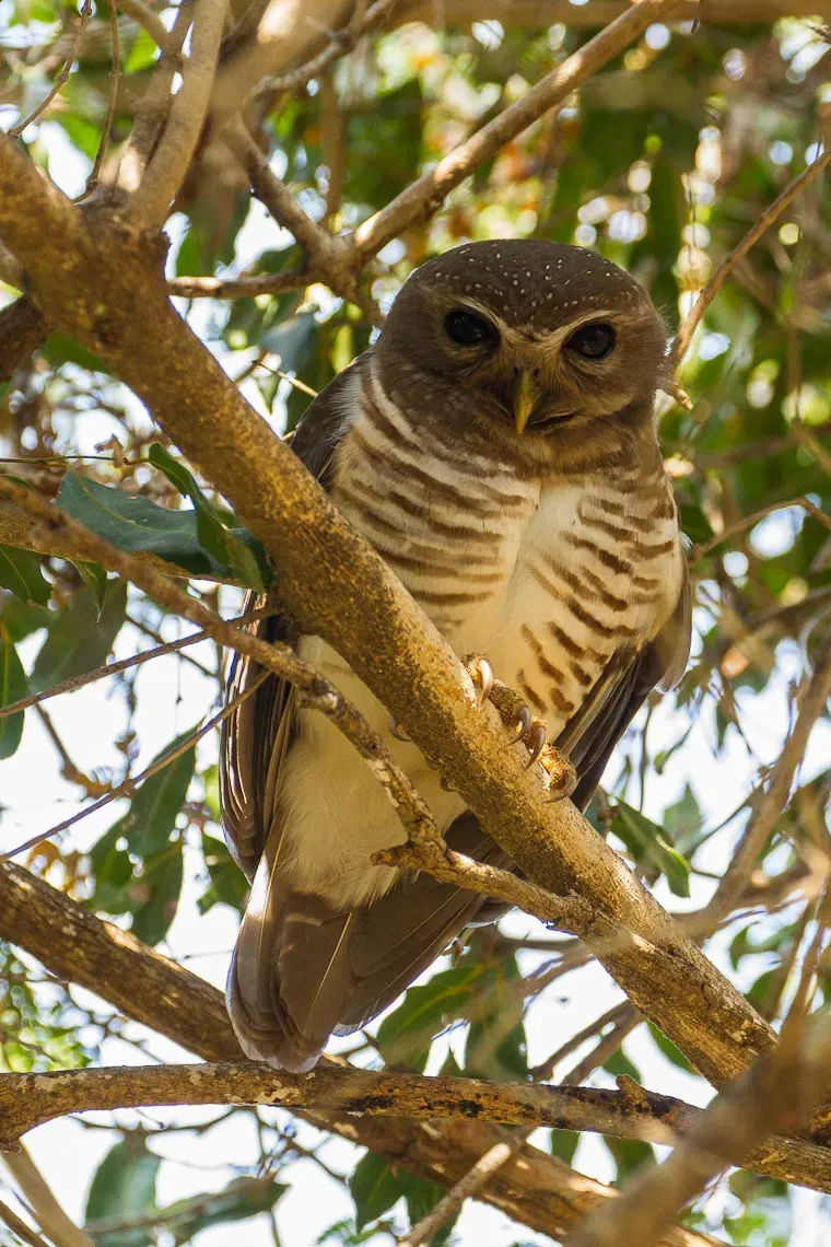 File:White-browed Owl (Athene superciliaris), Madagascar.jpg