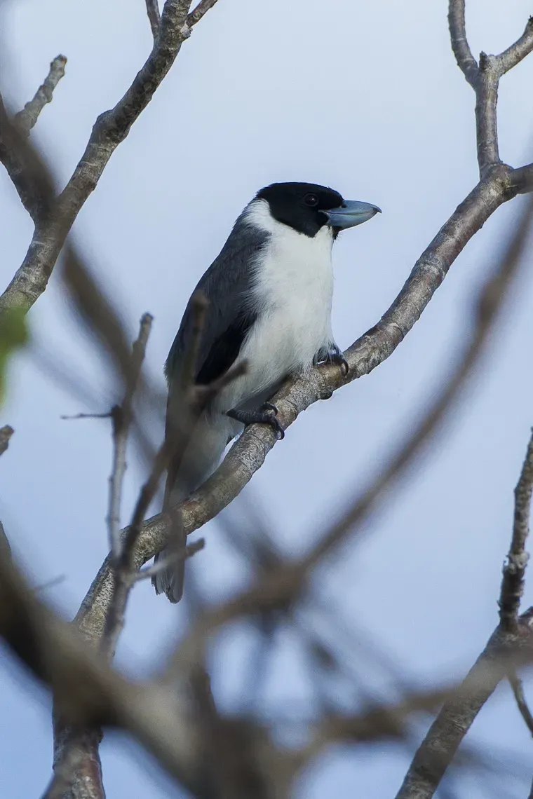 File:Lafresnaye's vanga (Xenopirostris xenopirostris).jpg
