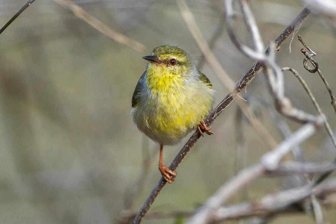 File:Stripe-throated jery (Neomixis striatigula).jpg