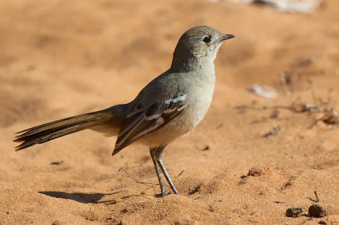 File:Drymodes brunneopygia.jpg