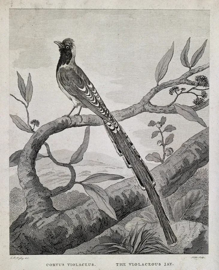 File:A long-tailed bird; the violaceous jay (Corvus violaceus). E Wellcome V0022312.jpg
