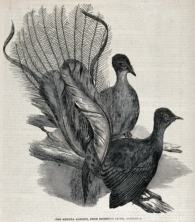 File:Two Lyre birds, or Menura Alberti birds, perching on a branc Wellcome V0022317.jpg