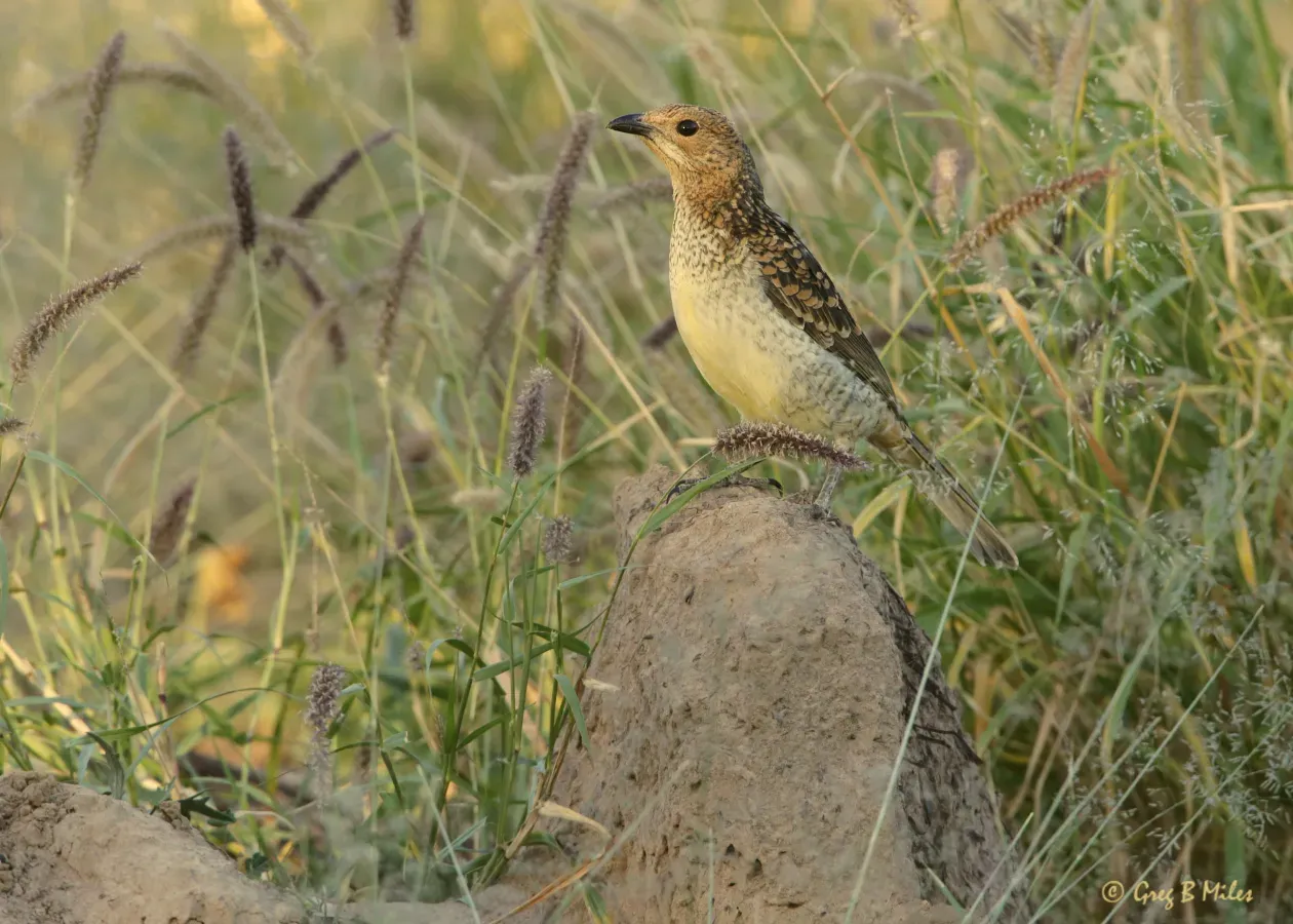 File:Spotted Bowerbird - Chlamydera maculata.jpg