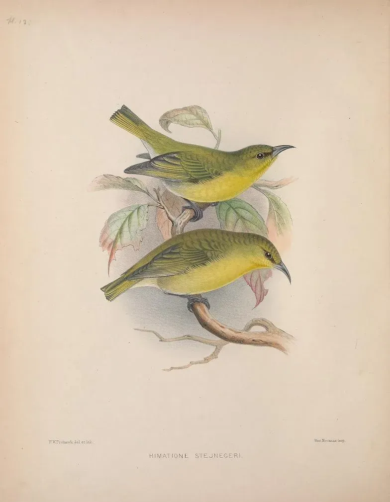 File:Chlorodrepanis stejnegeri AvesHawaiienses00Wils 0086.jpg