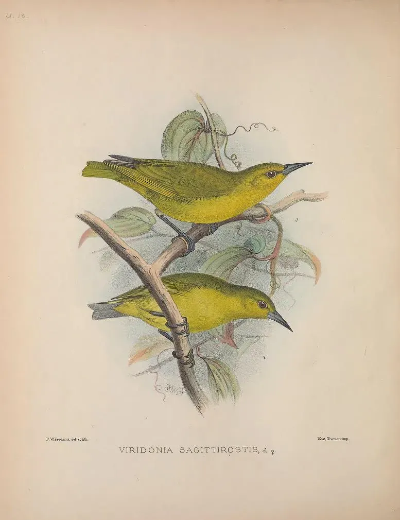 File:Viridonia sagittirostris AvesHawaiienses00Wils 0106.jpg