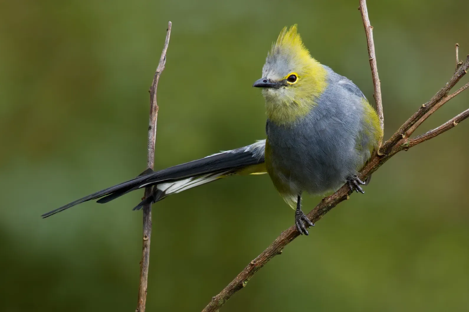 File:Long-tailed Silky-flycatcher - Ptiliogonys caudatus.jpg