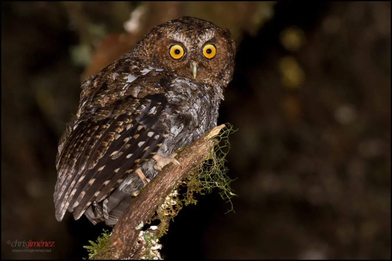File:Bare-shanked Screech-Owl (Megascops clarkii).jpg