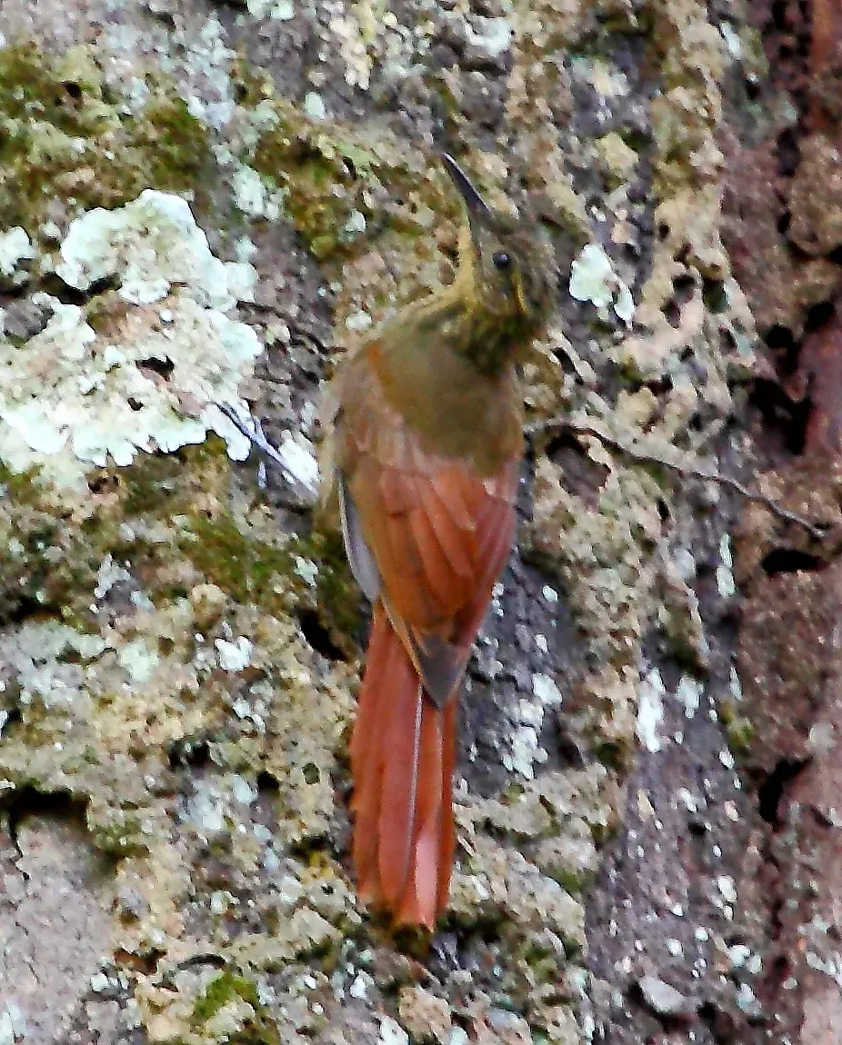 File:Deconychura longicauda - Long-tailed Woodcreeper.JPG