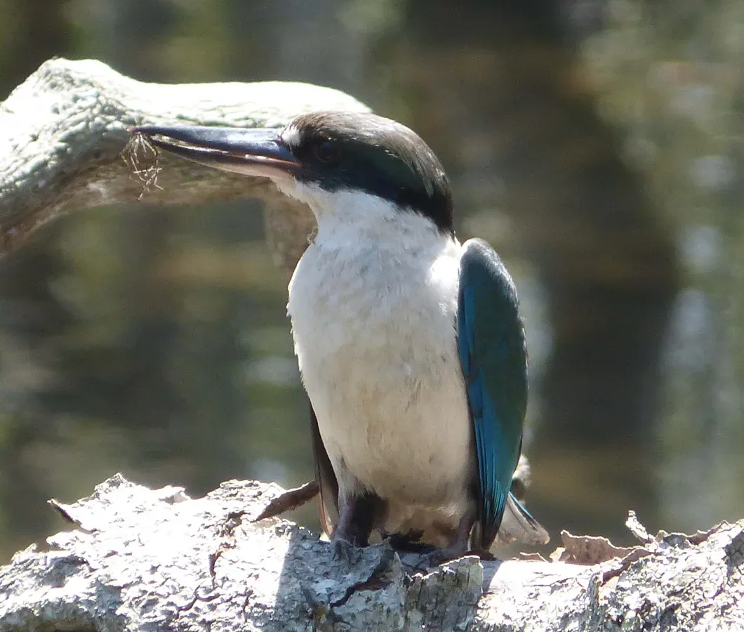 File:Forest Kingfisher. Male. Todiramphus macleayii (15633351737).jpg
