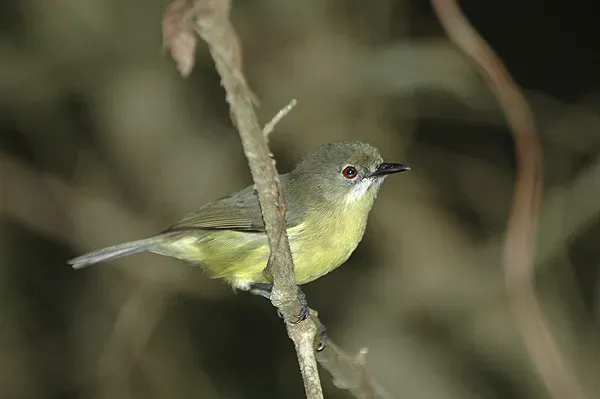 File:Gerygone palpebrosa.jpg