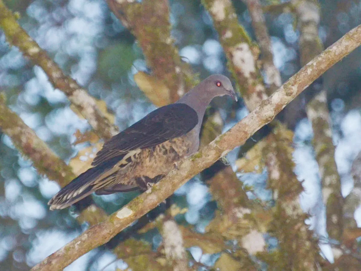 File:Cryptophaps poecilorrhoa.JPG