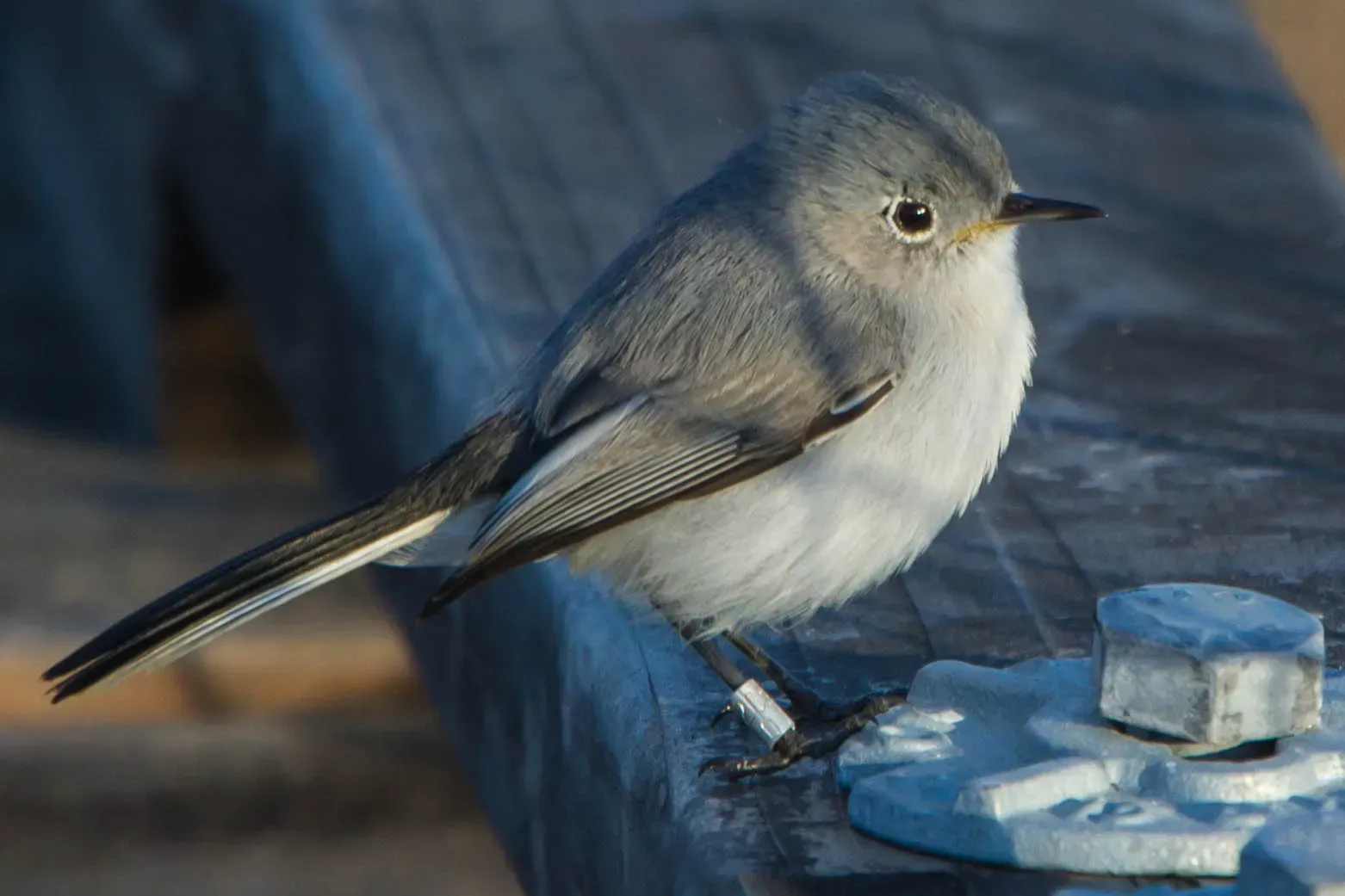 File:Blue-gray Gnatcatcher (polioptila caerulea) (10828008123).jpg