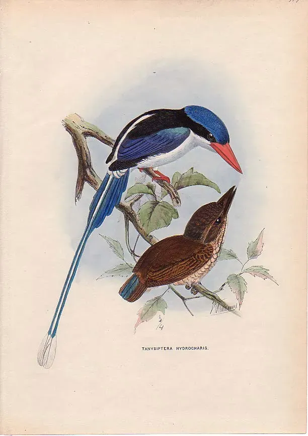 File:Tanysiptera hydrocharis.jpg