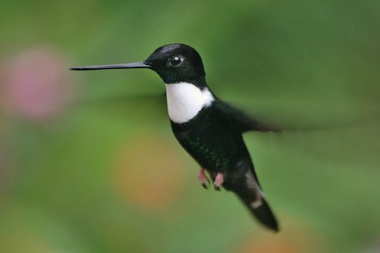 File:Coeligena torquata.jpg