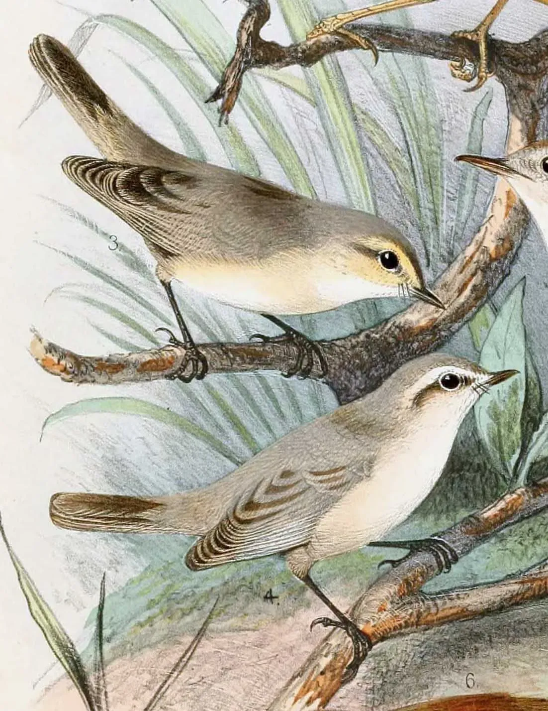 File:Phylloscopus neglectus 1889.jpg