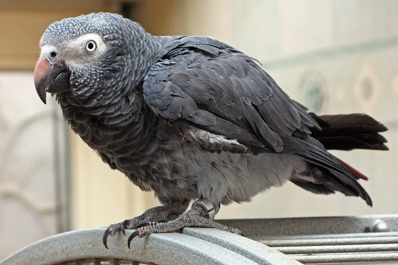 File:Psittacus erithacus timneh-parrot on cage.jpg