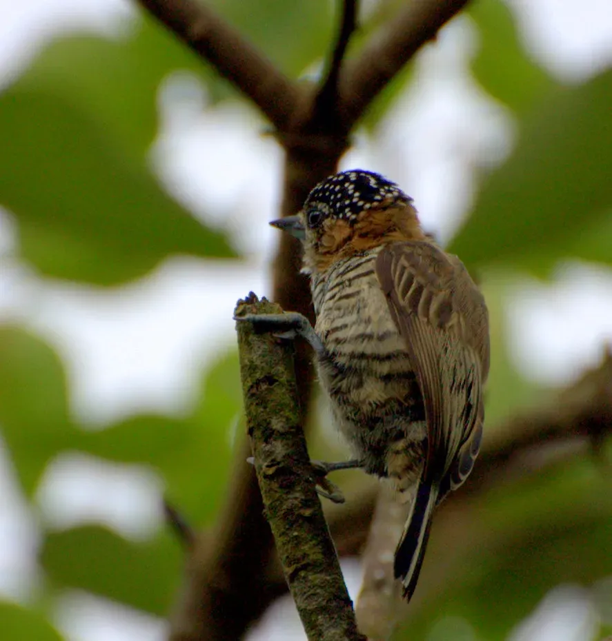 File:Picumnus temminckii.jpg