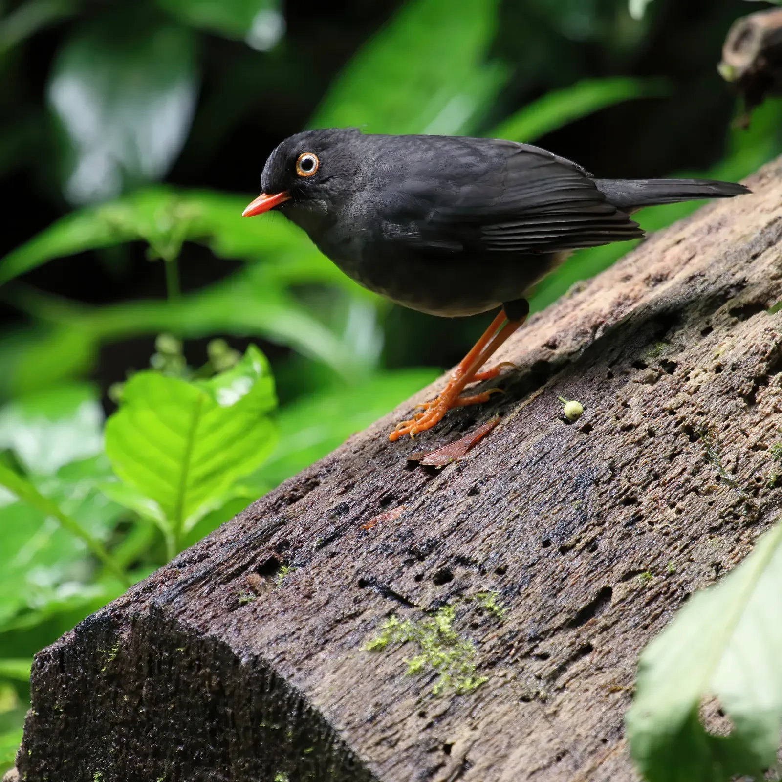 File:Catharus fuscater Santa Elena 2.JPG