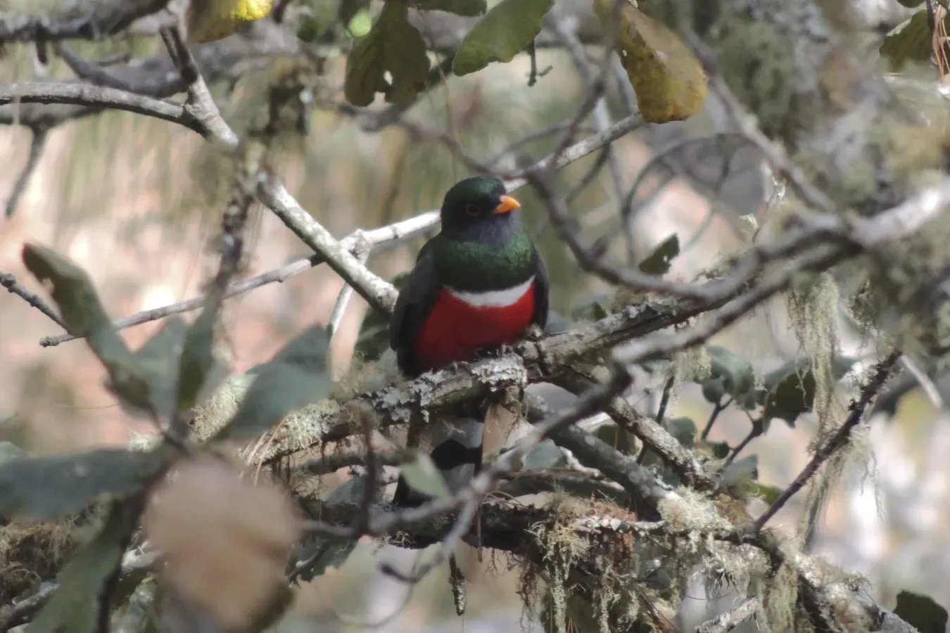 File:Male Mountain Trogon (Trogon mexicanus).jpg