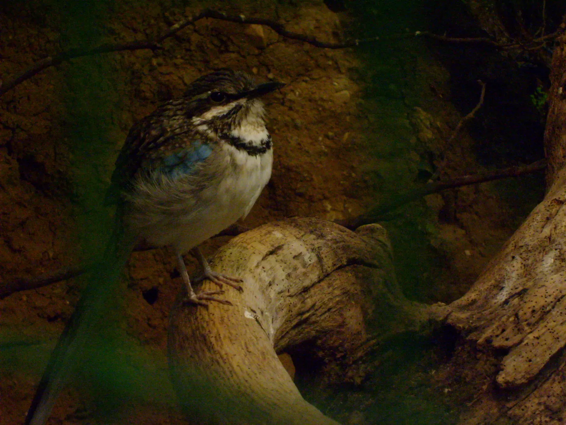 File:Uratelornis-chimaera--Weltvogelpark Walsrode2008.jpg