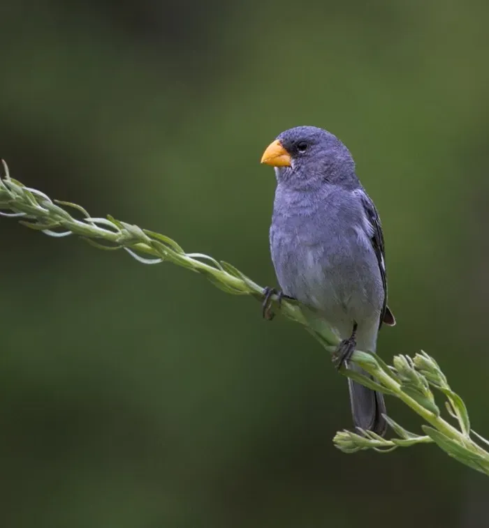 File:Sporophila beltoni - Tropeiro Seedeater (male).JPG