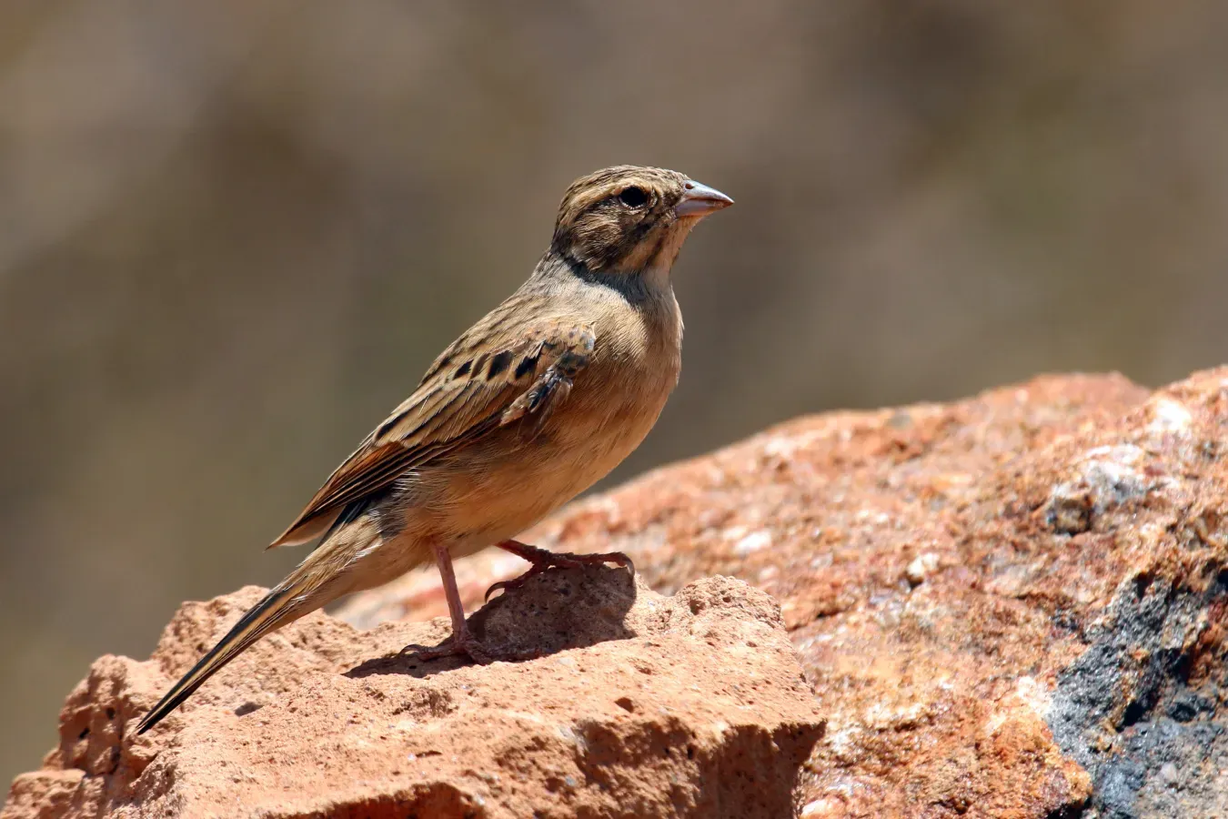 File:Emberiza impetuani, Tswalu Kalahari Reserve, South Africa.jpg