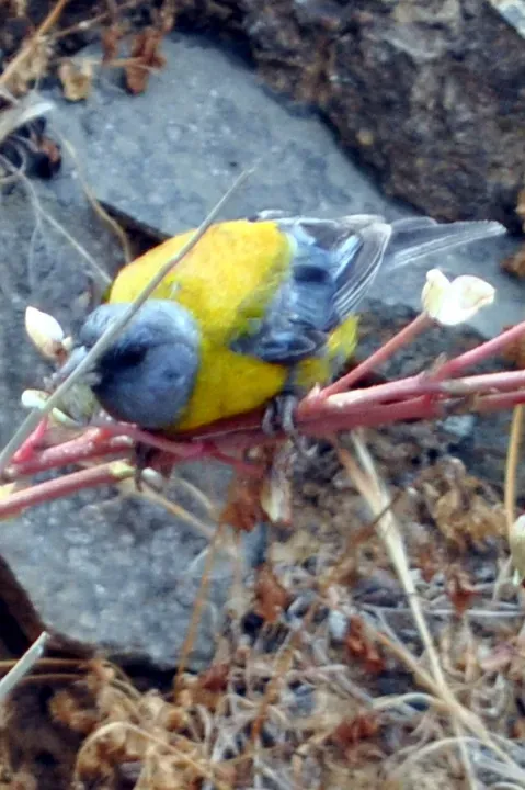File:Phrygilus patagonicus (cock).JPG
