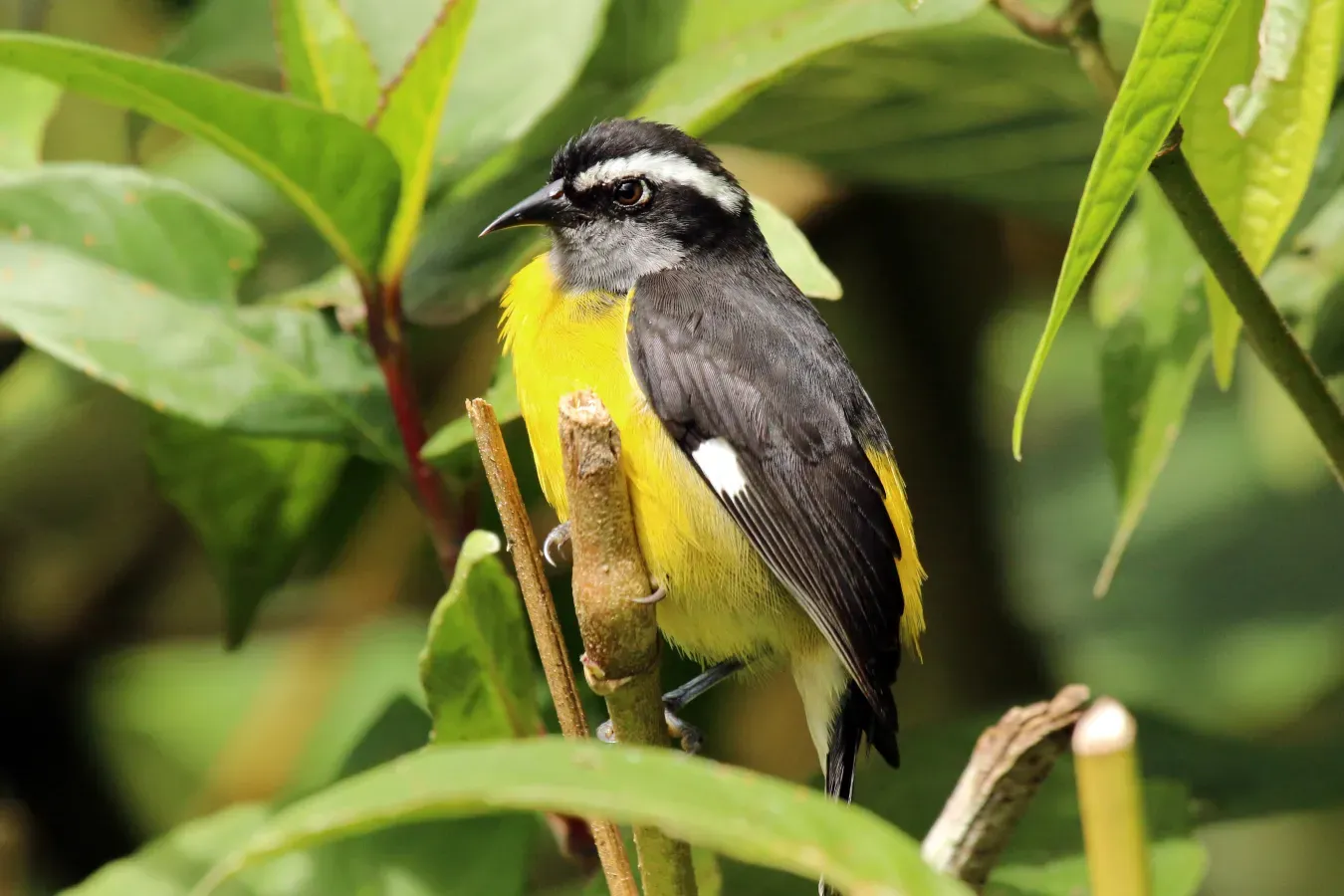 File:Bananaquit (Coereba flaveola luteola).jpg