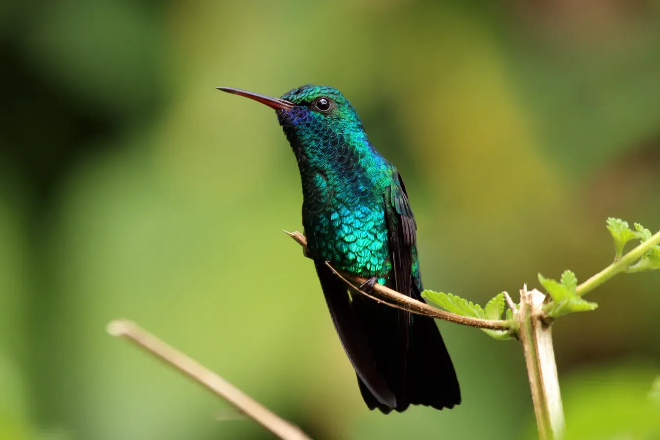 File:Blue-chinned sapphire (Chlorestes notata notata) male.jpg
