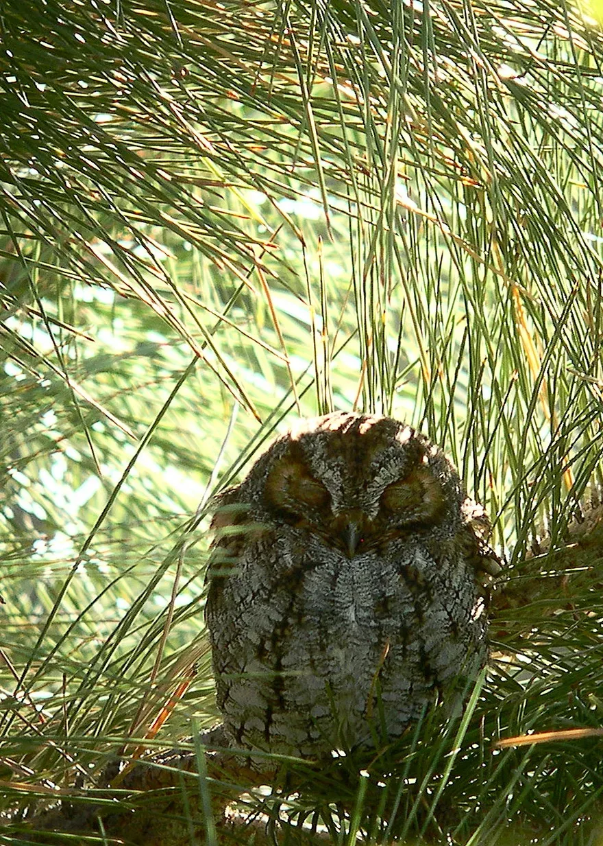 File:Psiloscops flammeolus, Reno, Nevada.jpg