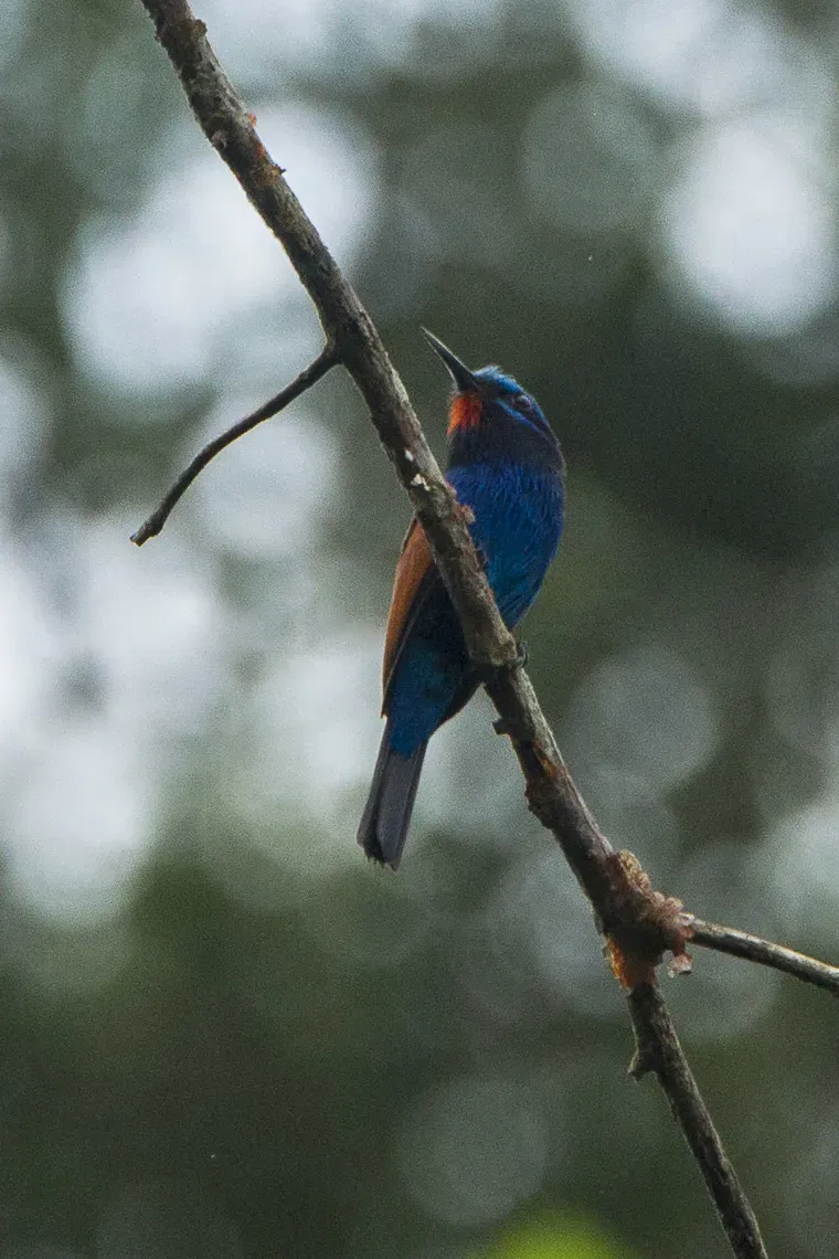 File:Merops mentalis.jpg