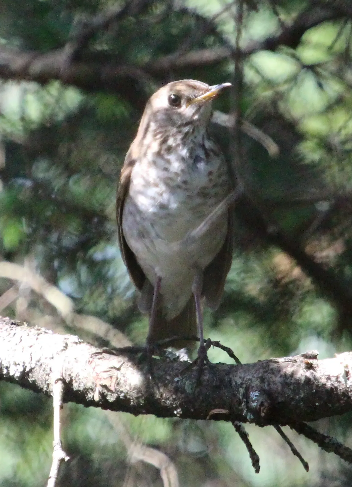 File:Catharus bicknelli, Cannon Mountain, NH.jpg