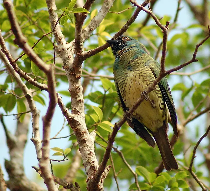 File:Swallow Tanager (Tersina viridis)..jpg