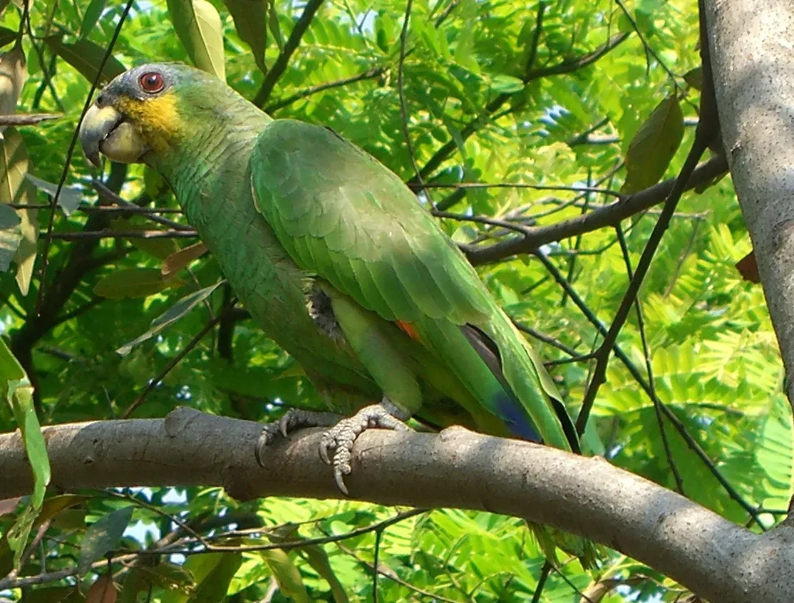 File:Amazona amazonica (1).jpg