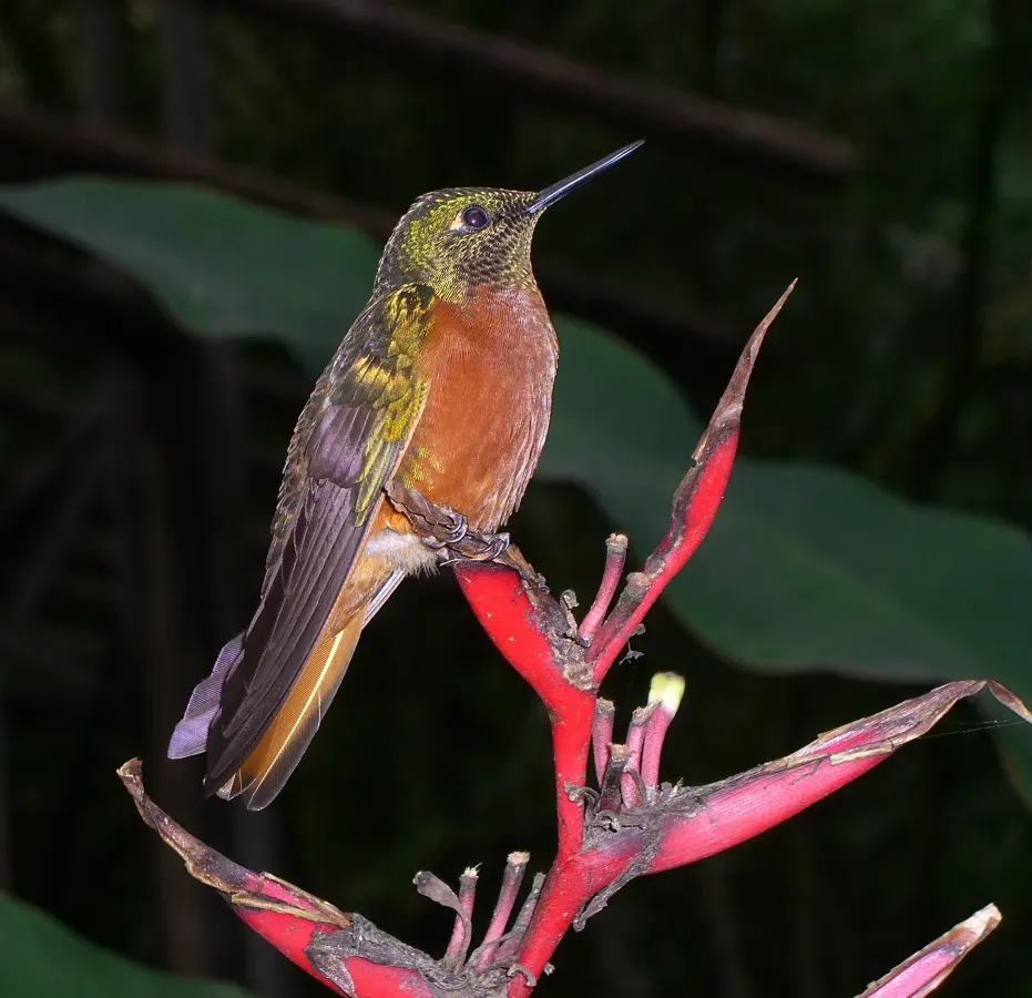 File:Boissonneaua matthewsii (1).jpg