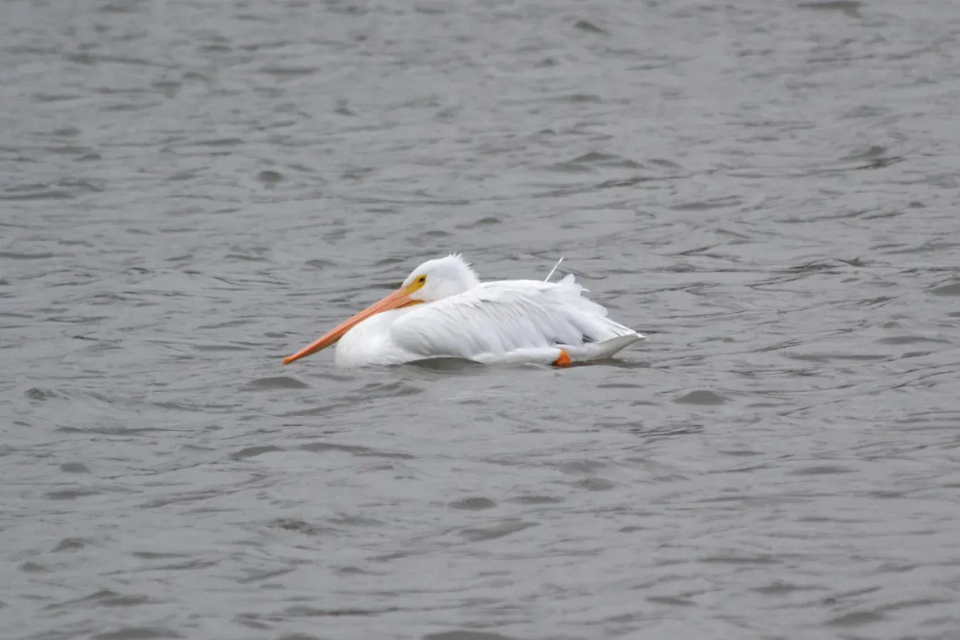 File:American White Pelican (Pelecanus erythrorhynchos) (15293163864).jpg