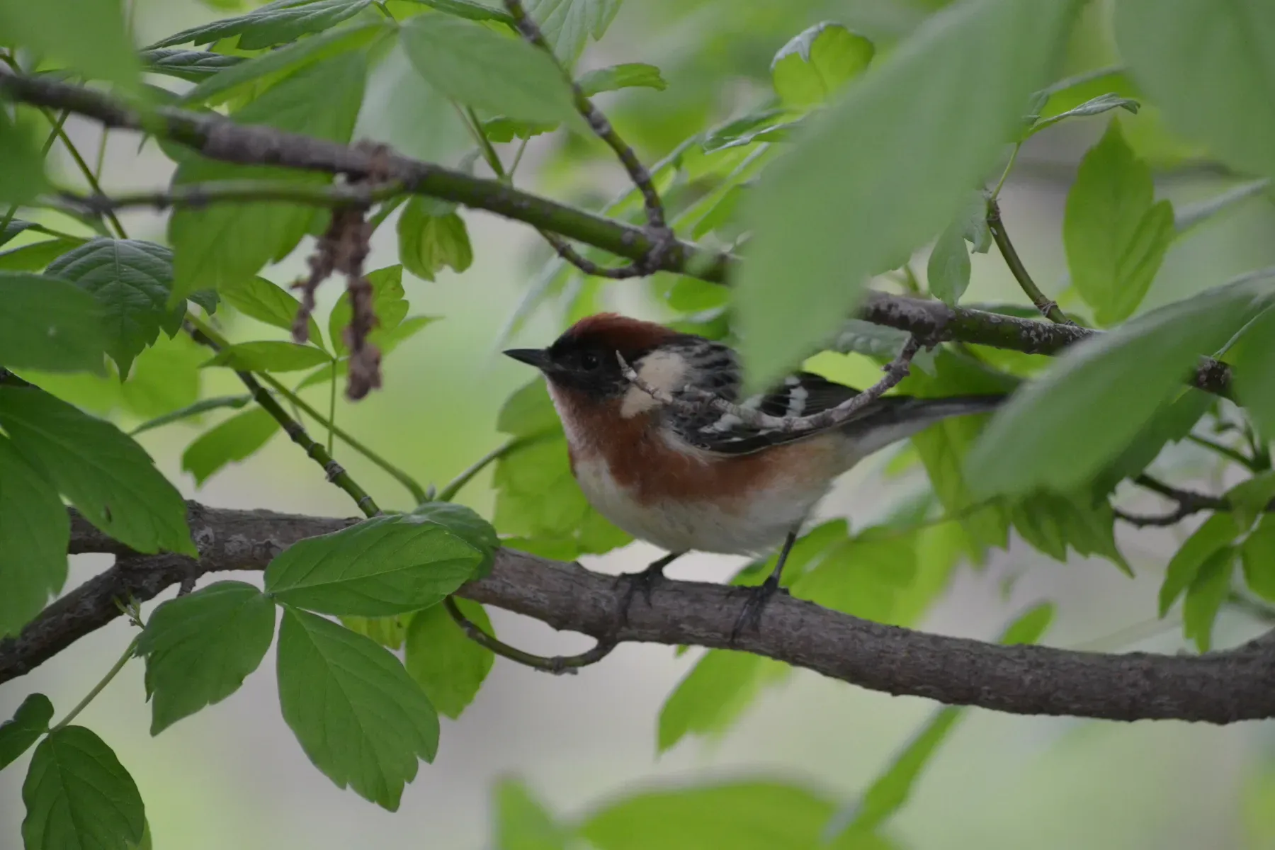 File:Bay-breasted Warbler (Setophaga castanea) (14023088390).jpg