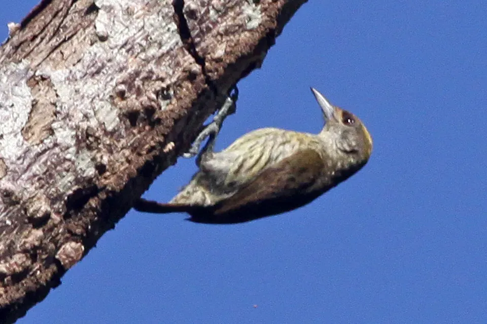 File:Antillean Piculet (Nesoctites micromegas) (8082816234).jpg