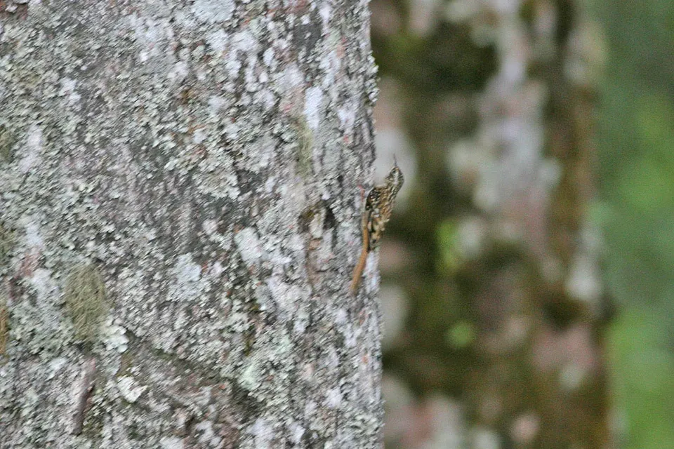 File:Certhia discolor, Limethang Road to Tashigang, Bhutan.jpg