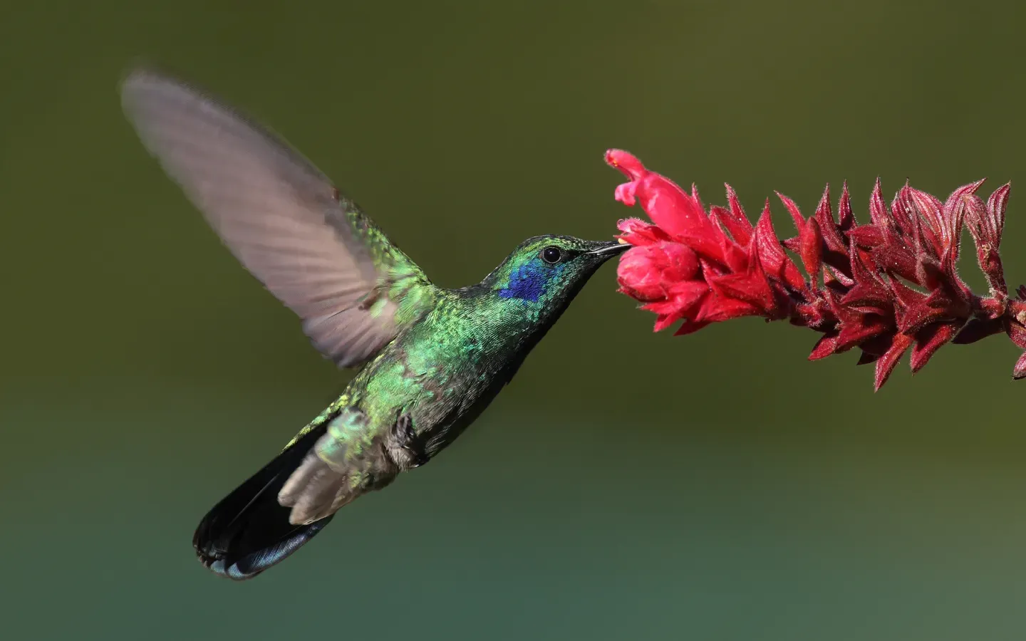 File:Colibri-thalassinus-001-edit.jpg