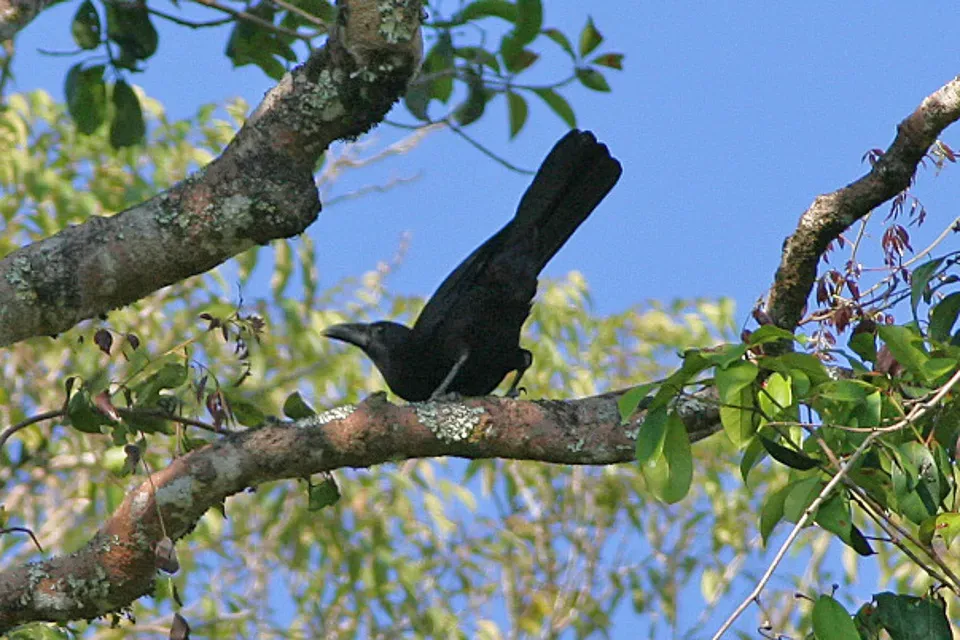 File:Flores Crow (Corvus florensis) (8074132731).jpg