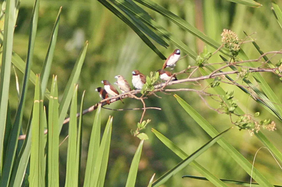 File:Five-coloured Munia (Lonchura quinticolor) (8074121105).jpg