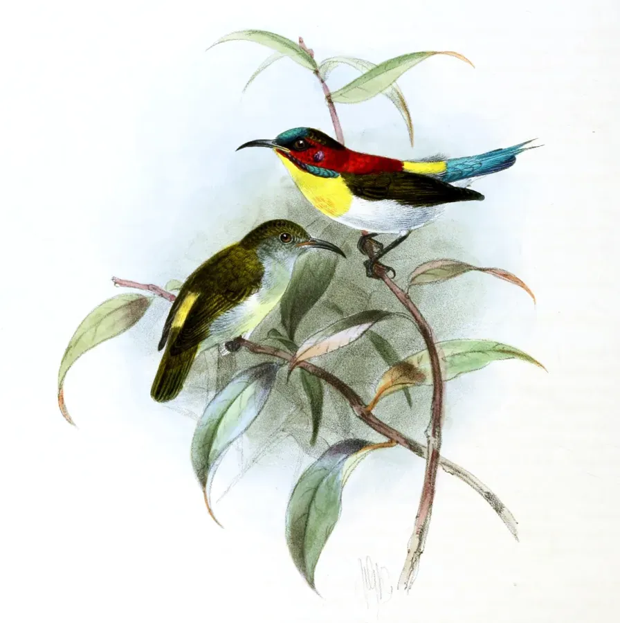 File:Aethopyga bella Keulemans.jpg