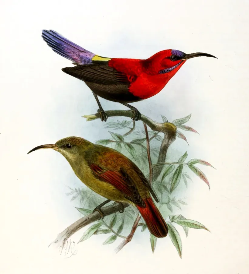 File:Aethopyga magnifica Keulemans.jpg